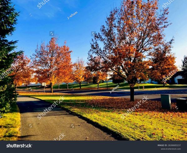 Trees in a field changing color to orange, with leaves all around the grass